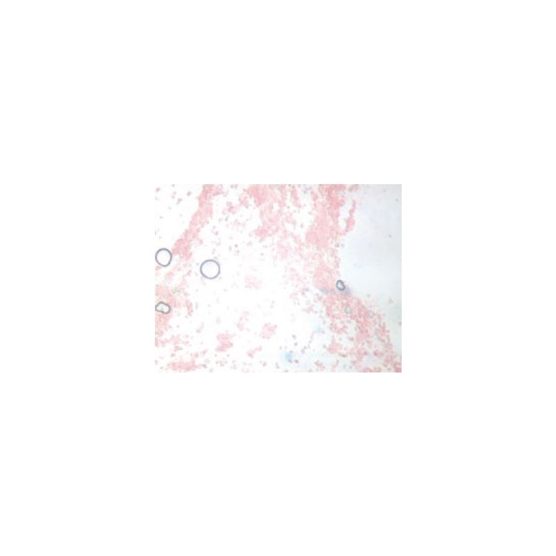Novex microscoop BTP 86.091-DFLED, trinoculair