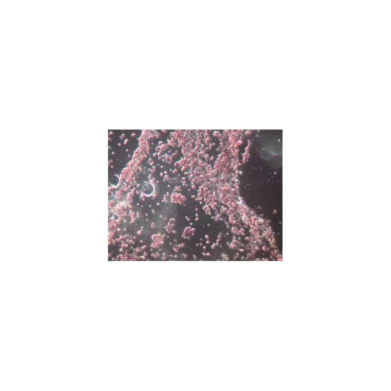 Novex microscoop BTP 86.091-DFLED, trinoculair
